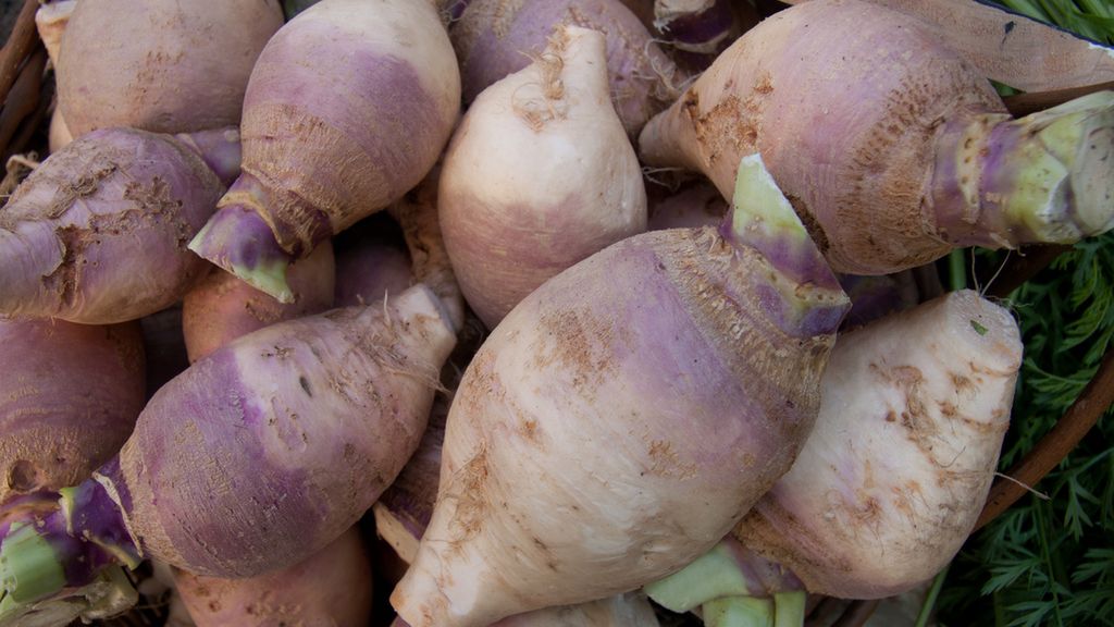 Brukiew – pochodzenie, właściwości, uprawa, zastosowanie