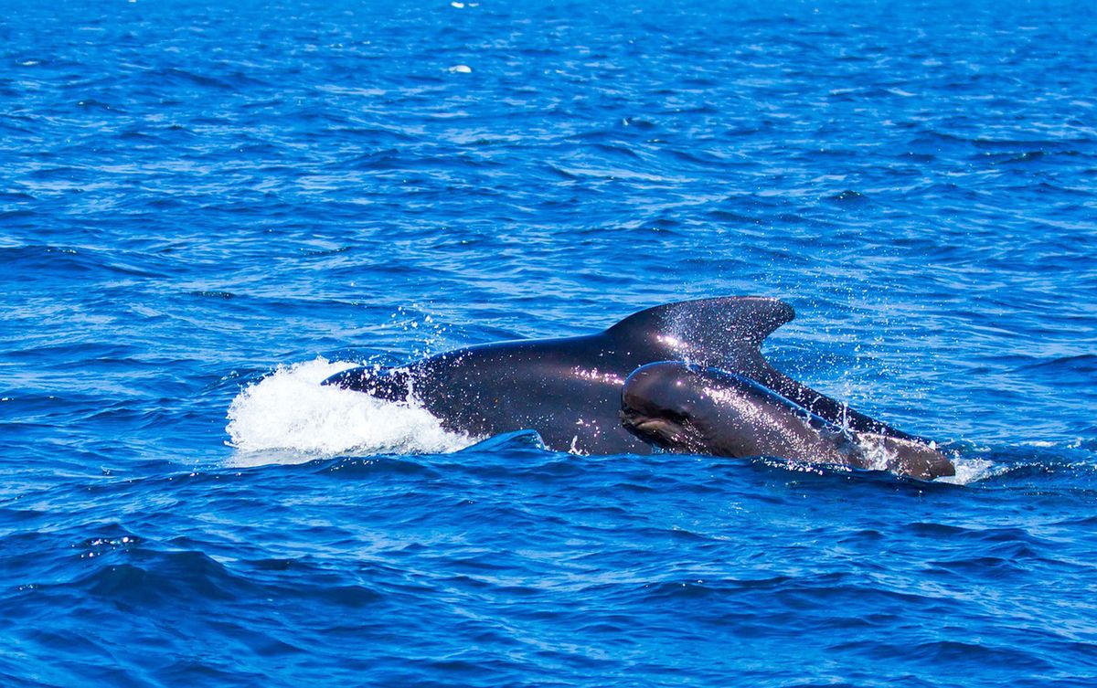 W 2024 roku wieloryby pływające w wodach Islandii będą już tylko obiektem obserwacji. Koniec z polowaniem na te morskie ssaki (Pixaby)