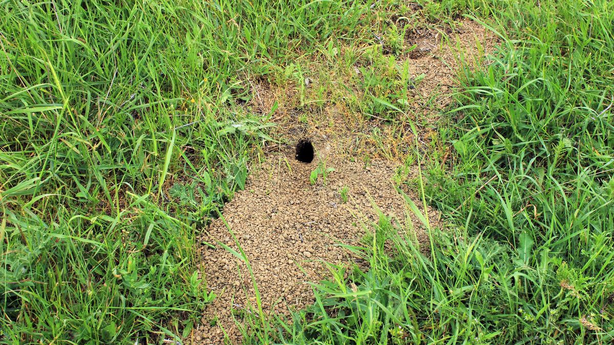 Dziura pozostawiona przez nornicę