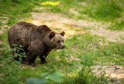 Głodny niedźwiedź w Grecji. Pożarł kilogramy miodu