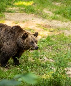 Głodny niedźwiedź w Grecji. Pożarł kilogramy miodu