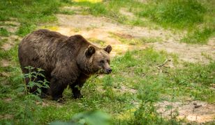 Głodny niedźwiedź w Grecji. Pożarł kilogramy miodu