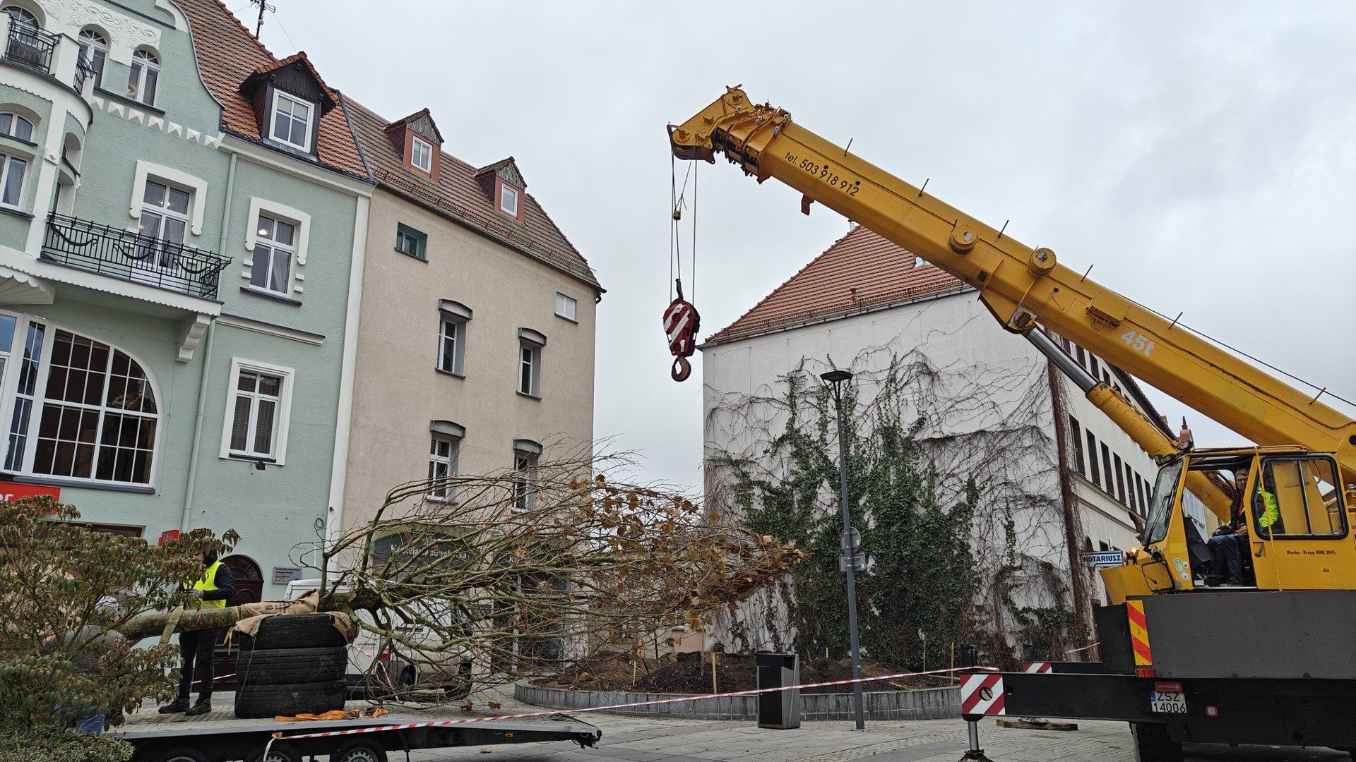 W miejsce wyciętej wierzby posadzono nowe drzewo