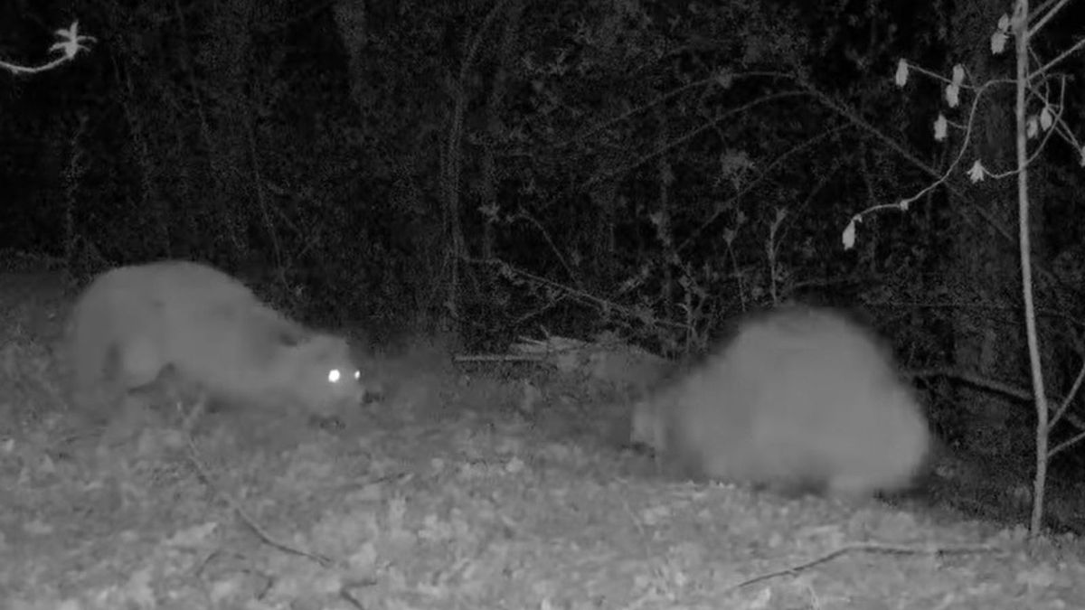 Pojedynek jenota z lisem w lesie