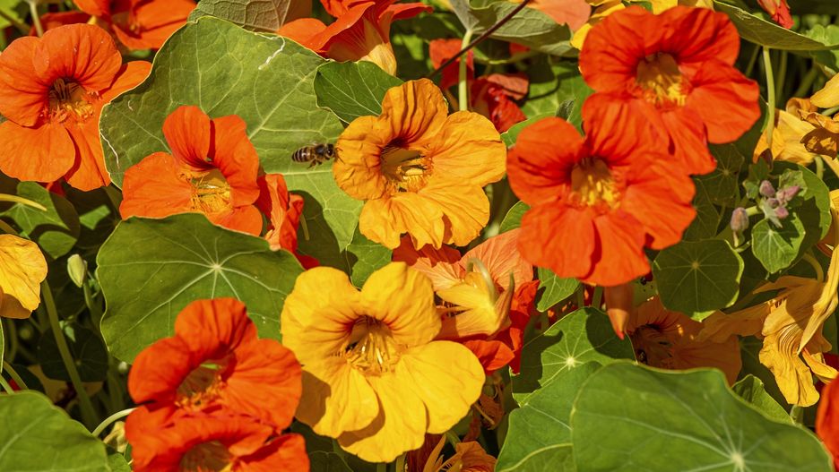 Nasturcja ma właściwości zdrowotne