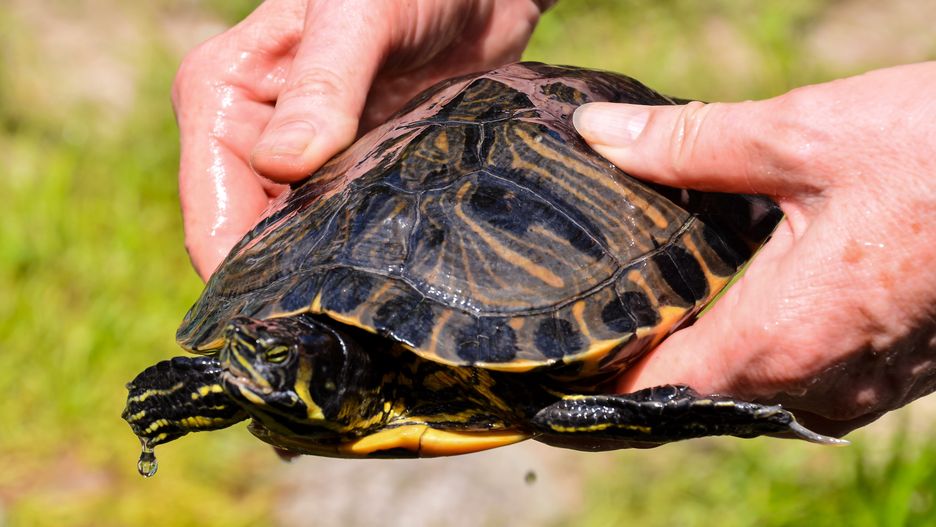 Trachemys scripta to gatunek inwazyjny w Polsce
