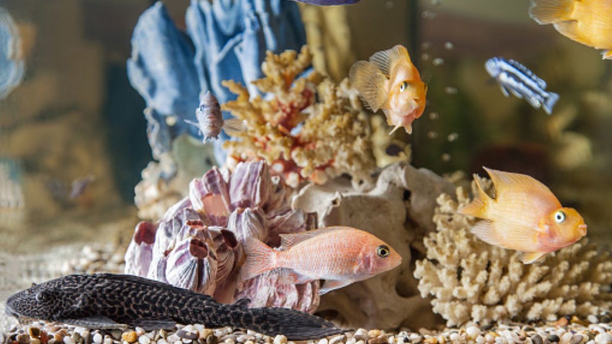 Mieszkanka stanu Maryland zachorowała na chorobę tropikalną, ponieważ... czyściła akwarium 