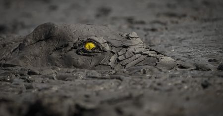 Było widać tylko jego żółte oko. Gad czaił się na fotografa