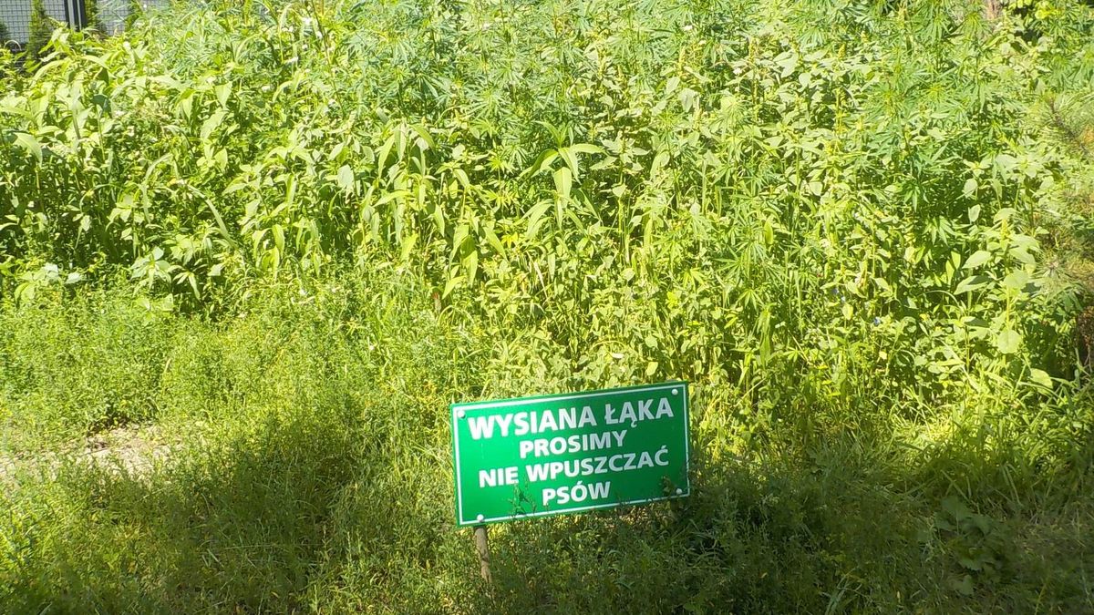 Konopie na warszawskim trawniku