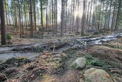 Wycinali drzewa. Zrujnowali górskie trasy dla rowerzystów