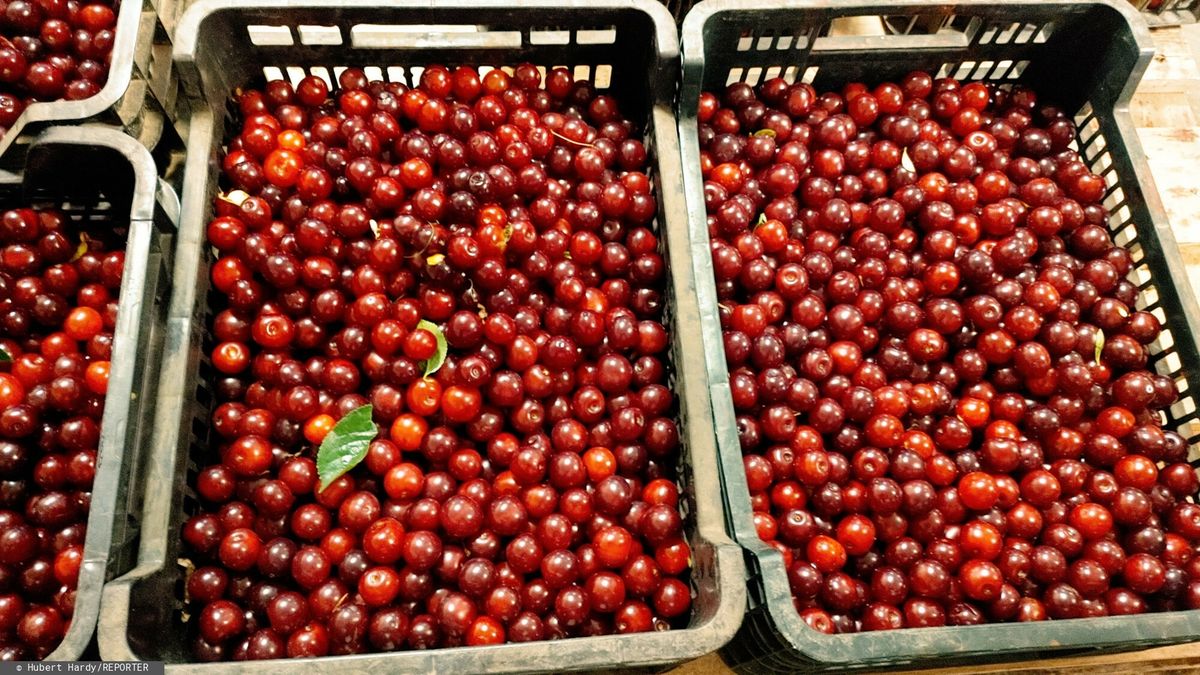 Ceny wiśni są wysokie na początku sezonu