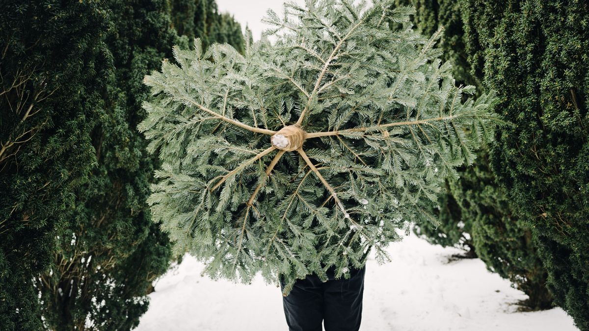 Teenage boy carrying a Christmas tree home.
Sixteen year old boy carrying his Christmas tree he has just bought, home through the snow. He  is wearing a black jacket, dark coloured trousers and a pair of rubber boots. Horizontal format with some copy space.
ClarkandCompany