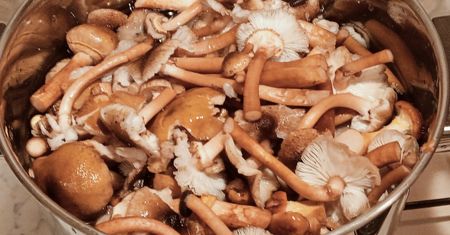 Idealne do pierogów i uszek, bo wzmacniają smak farszu. Najlepsi grzybiarze wciąż zbierają je w lesie