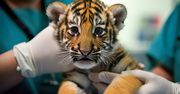 Wyjątkowe narodziny w zoo. Gatunek zagrożony jest wyginięciem