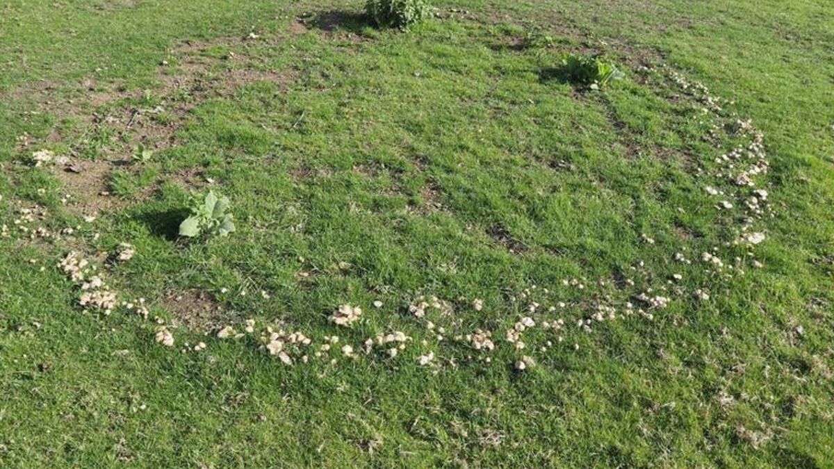 Jak zapobiec czarcim kręgom na trawniku?