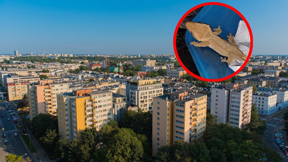 Nieproszony gość znaleziony na balkonie 