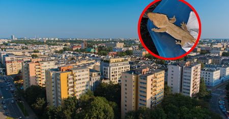 Kot bohater. Jego zachowanie uratowało egzotycznego gościa