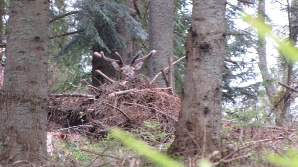 Jeleń na zdjęciu Nadleśnictwa Stuposiany