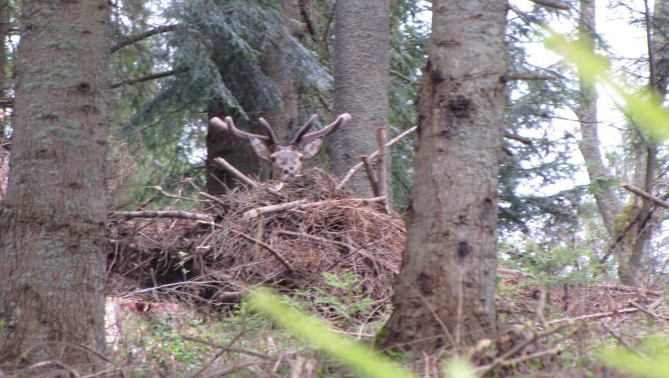 Zagadka od leśników z Bieszczad. Wskażesz poprawną odpowiedź?