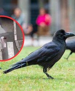 Wrony atakują. W Serbii sceny jak u Hitchcocka