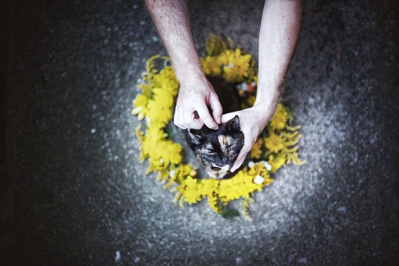 „Cat Effect", czyli cztery pory kota 12