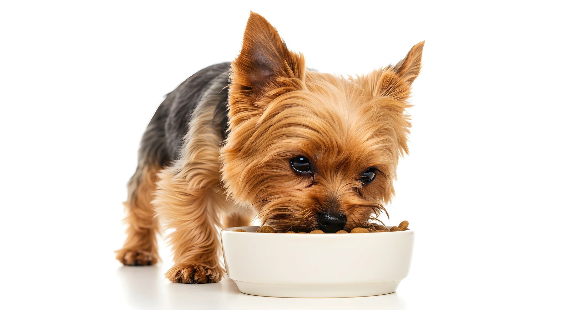 Szczeniak rasy York zjada suchą karmę z białej, porcelanowej miseczki.