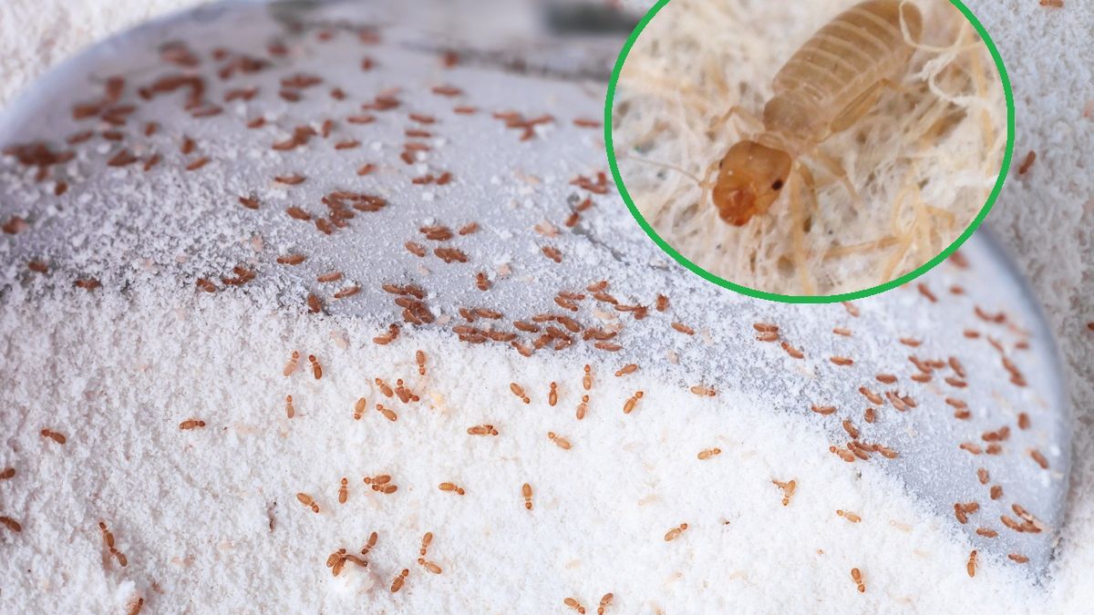 Gryzki atakują kuchnie i spiżarnie