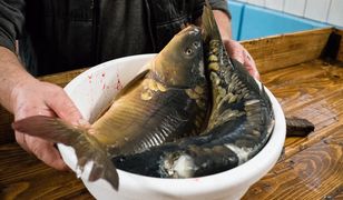 Coraz trudniej o żywego karpia. "Zostały dwie sieci"