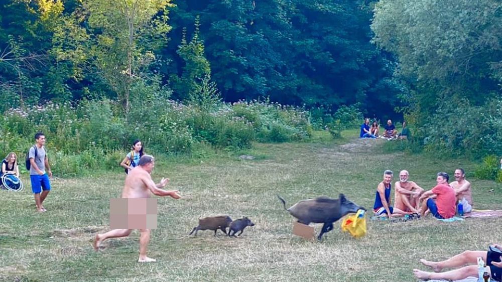 Dzik ukradł turyście laptopa