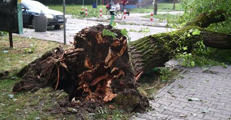 Drzewo runęło na przechodniów. Miasto się tłumaczy