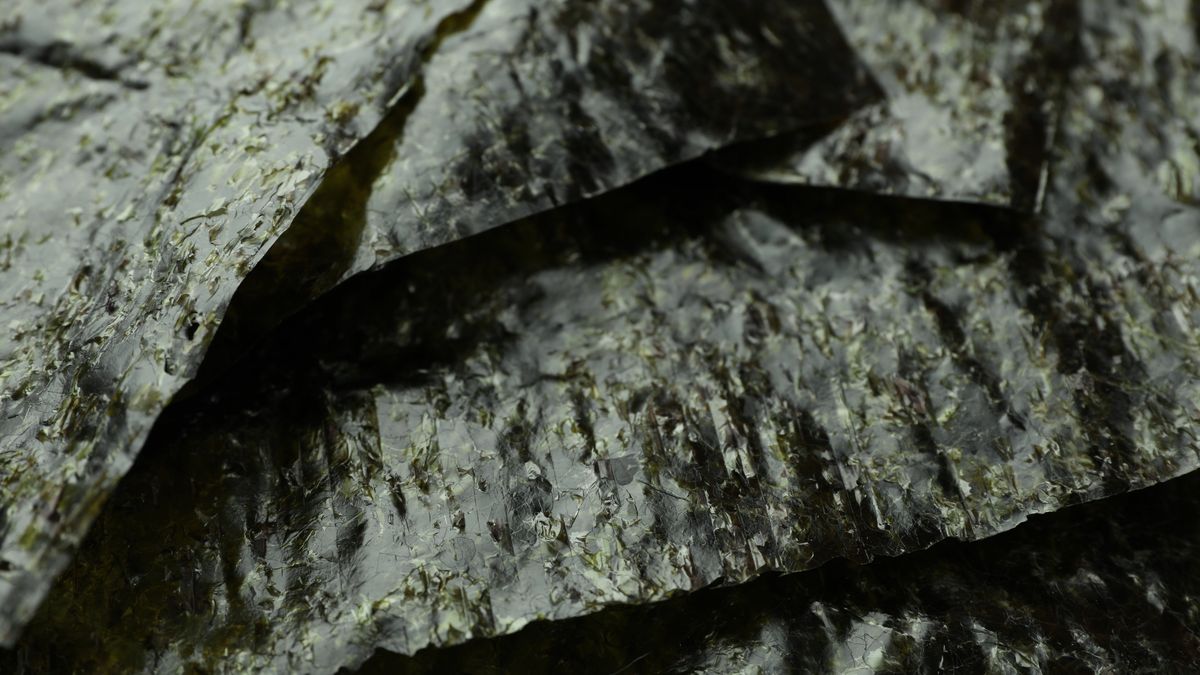 Jakie właściwości mają algi?