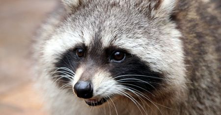 Rosjanie ukradli go z Chersonia. Ukraińcy zalewają internet memami