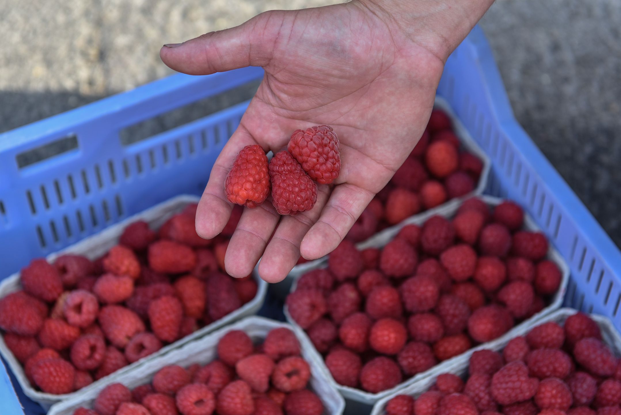 uczestnicy protestu
Opole Lubelskie, 05.07.2023. Protest producent�w malin w Opolu Lubelskim, 5 bm. Przyczyn� protestu s� niskie ceny owoc�w. (sko) PAP/Wojtek Jargi�o
Wojtek Jargi�o
cena, ceny, hodowcy, maliny, owoce, plantatorzy, producenci, produkcja, protest, skup, import, mro�one owoce, niska cena, niskie ceny