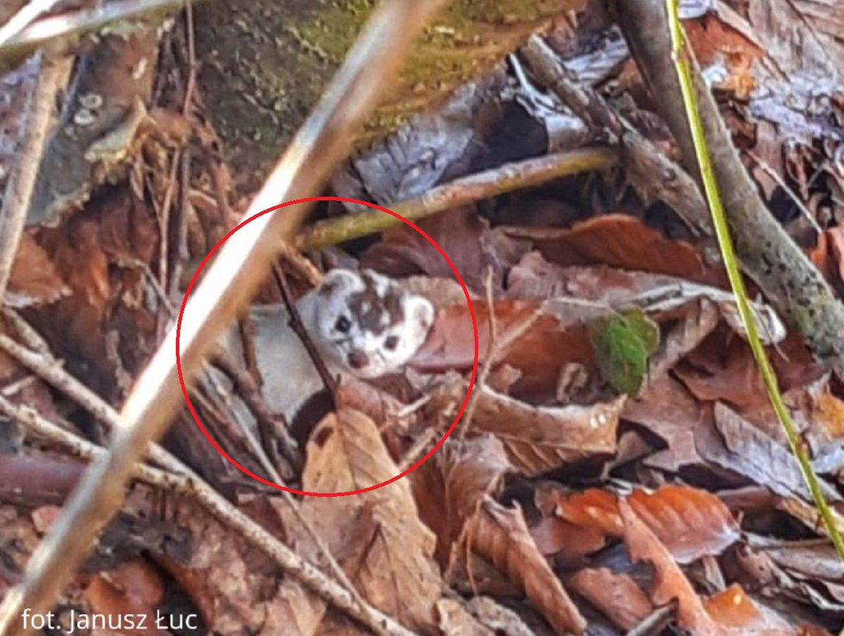 Uchwyciła go fotopułapka. "Miał ewidentnie parcie na szkło"