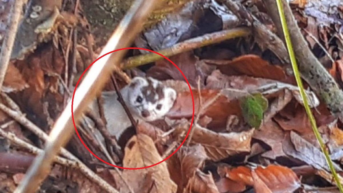 Takiego zwierzaka uchwyciła leśna fotopułapka. 