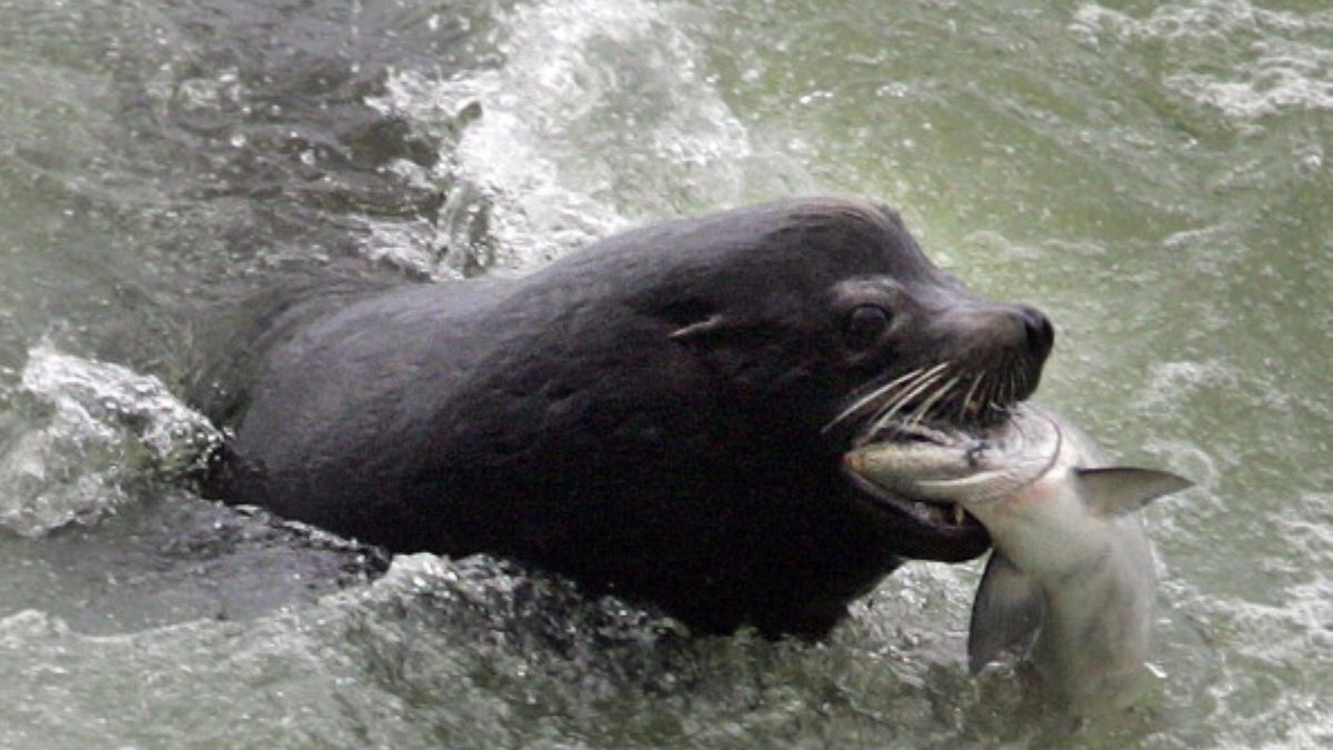 Władze USA zezwoliły na zabicie ponad 700 lwów morskich 