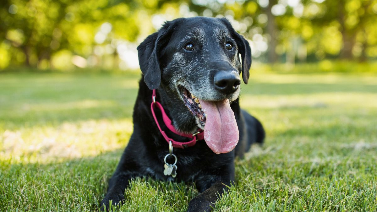 Pies leży na łące