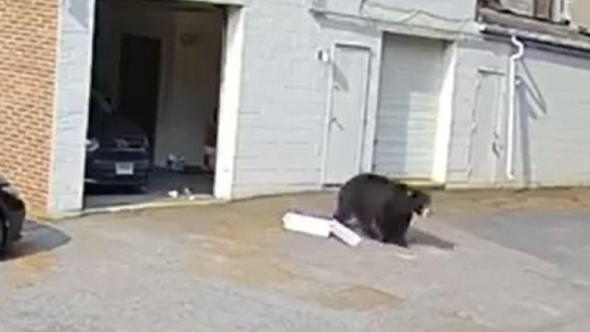 Niedźwiedź zjadł 60 babeczek