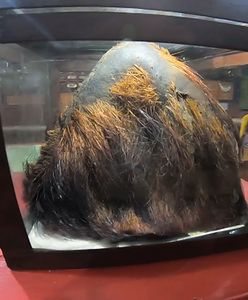 Tajemnicza 300-letnia czaszka ''Yeti''. Niezwykły eksponat w klasztorze w Himalajach