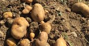 Niezwykłe właściwości ziemniaków. Pięć powodów, dla których warto je jeść