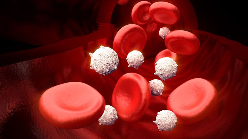 MPV morfologia – czym jest, spadek MPV, wzrost MPV, ciąża