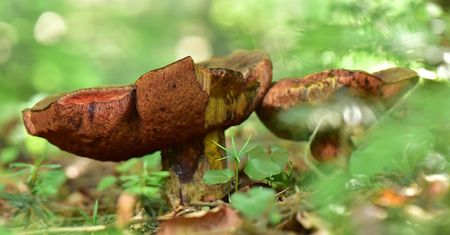 Grzyby w Bieszczadach. Nowe zdjęcia z Nadleśnictwa Baligród