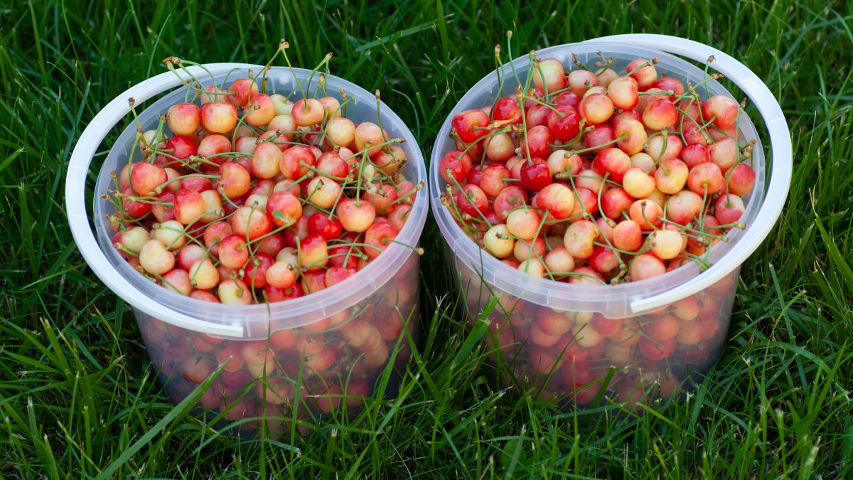 Czereśnie -  Pyszności