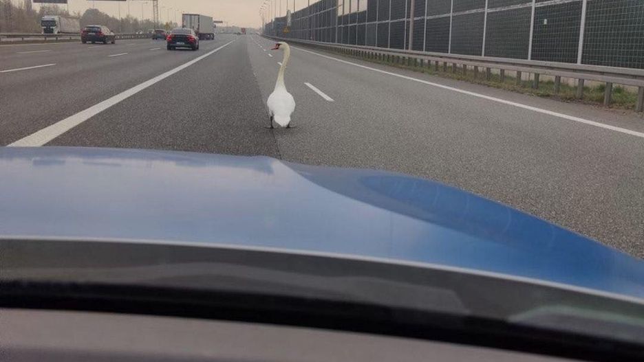 Łabędź szedł autostradą