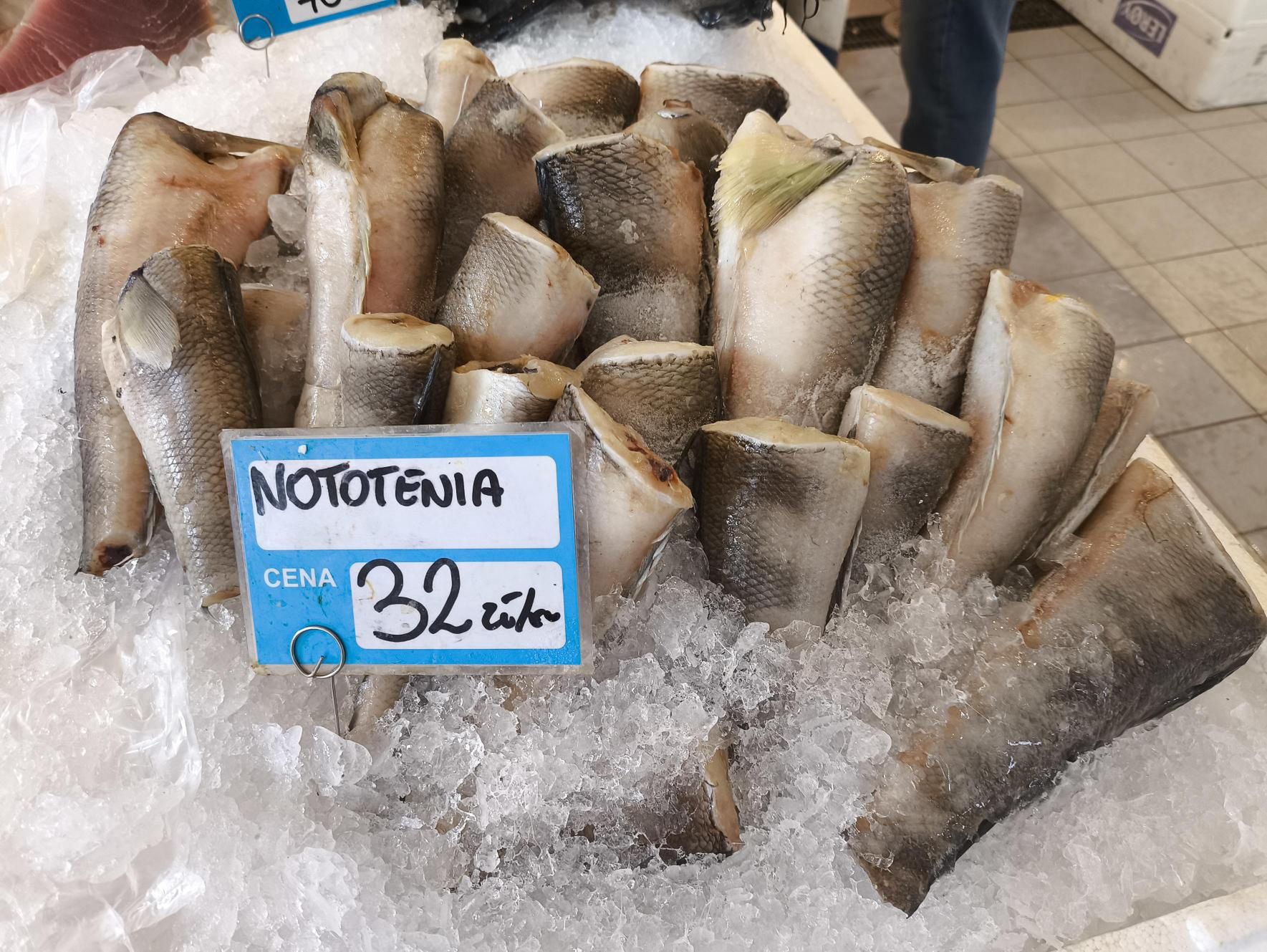 Nototenia to smaczna i zdrowa ryba