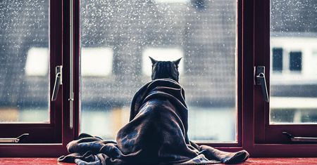 Fotografie kotów metodą na trudną przeszłość