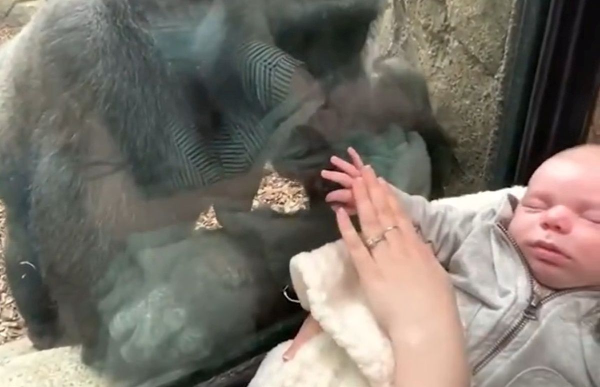Mama przystawiła dziecko do szyby w zoo. Zdumiewająca reakcja gorylicy