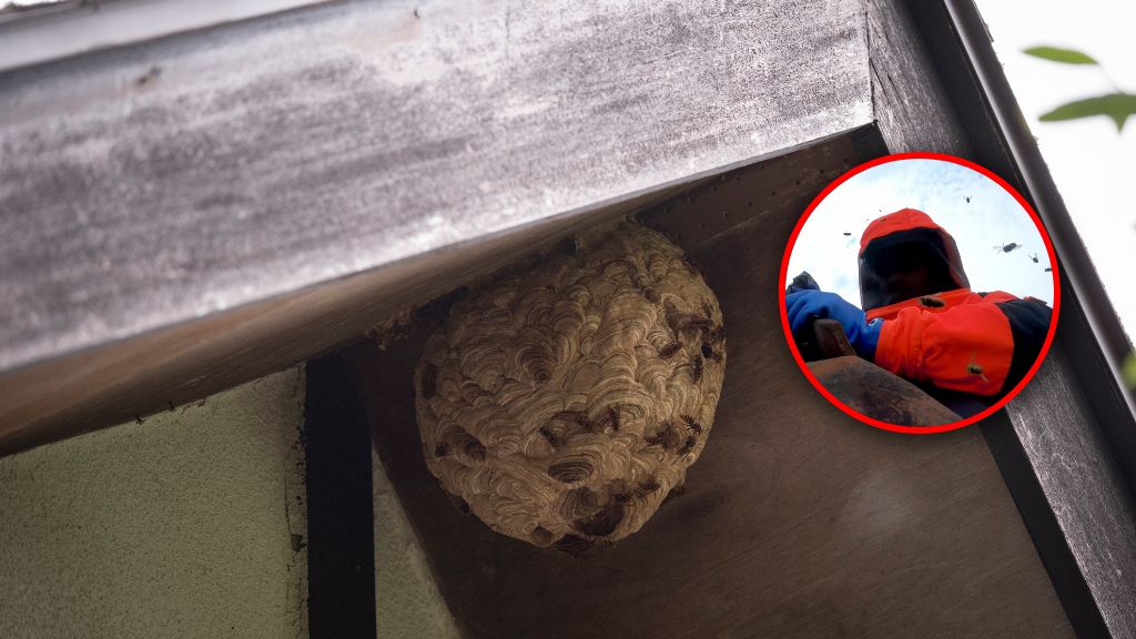 "Użądlenie szerszenia boli tak, jakby ktoś nam wbił w ciało gwóźdź"