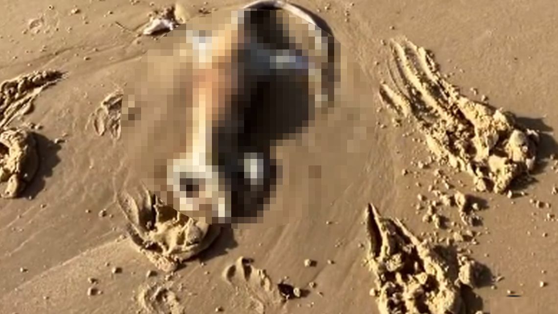 Internauta podzielił się zdjęciem napotkanych szczątek