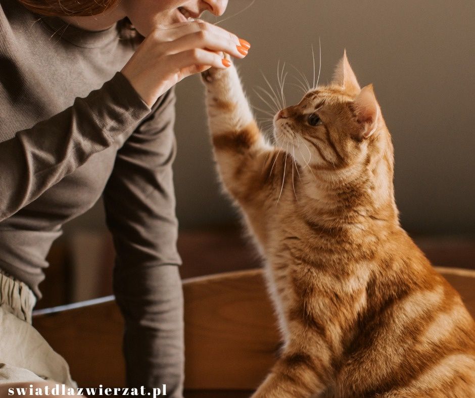 felinoterapia, leczenie kotem